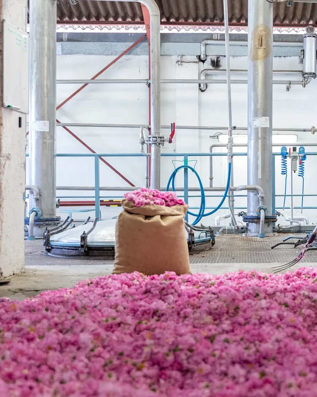 Récolte de rose Centifolia à la distillerie Matière Première près de Grasse